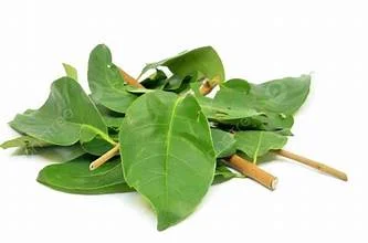 Daun Salam