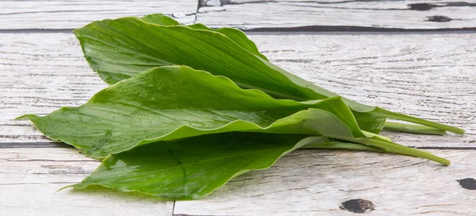 Daun Kunyit