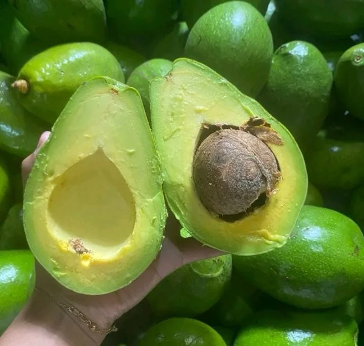 Alpukat