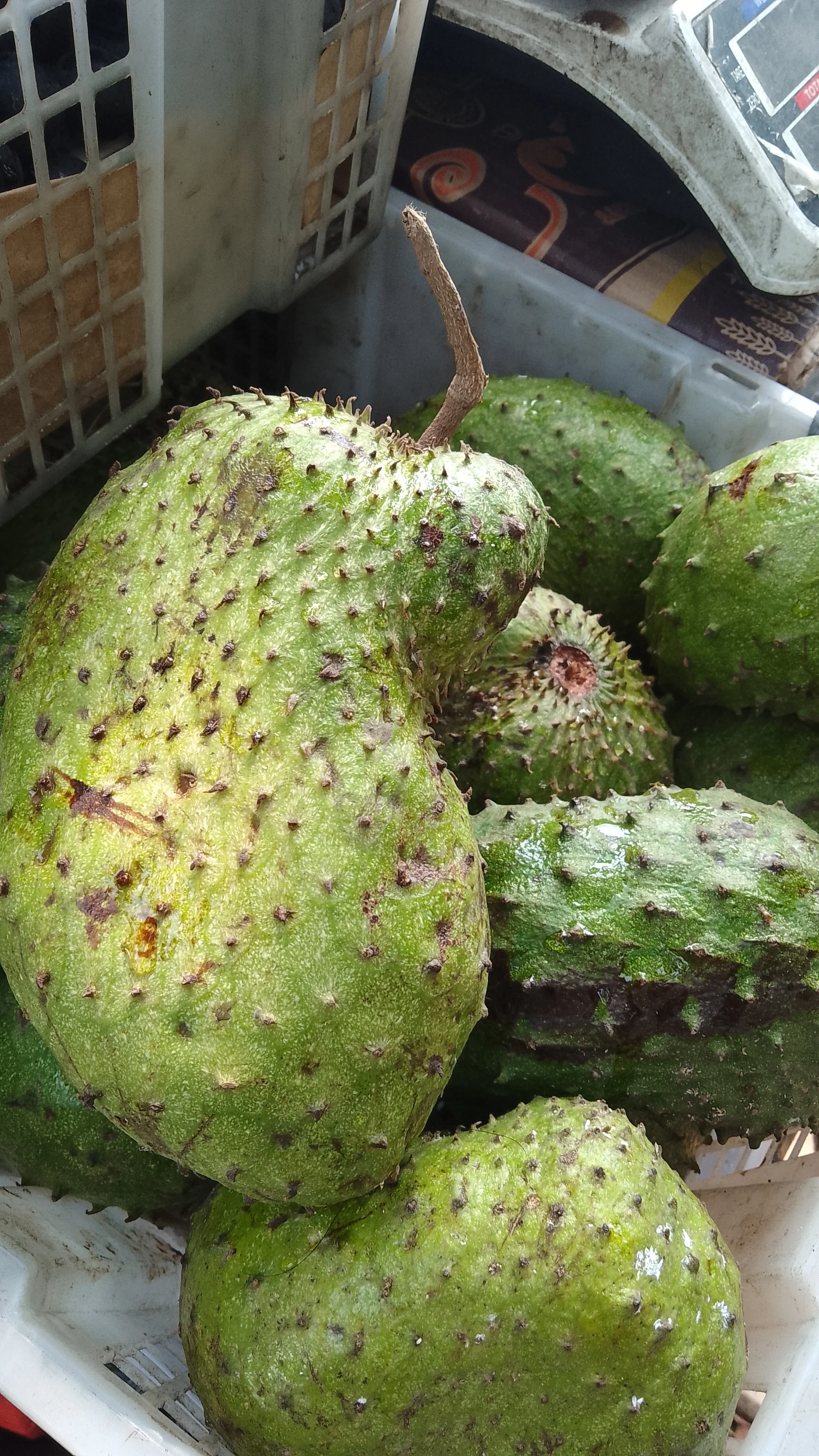Buah sirsak