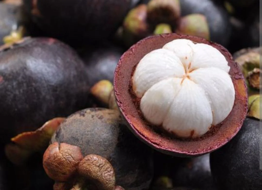 Buah Manggis