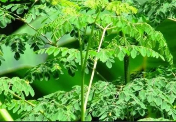 Daun kelor