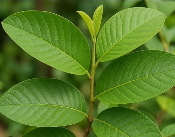 Daun jambu biji