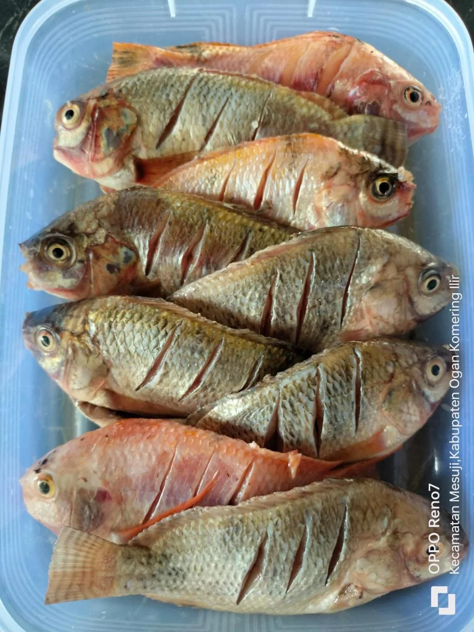 Ikan mujahir nila segar