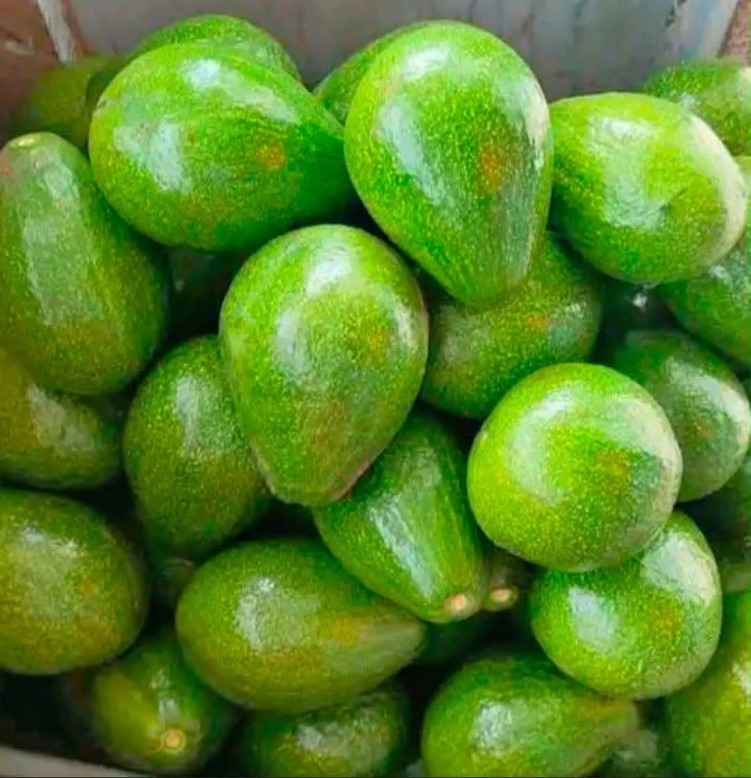 Alpukat mentega kecil