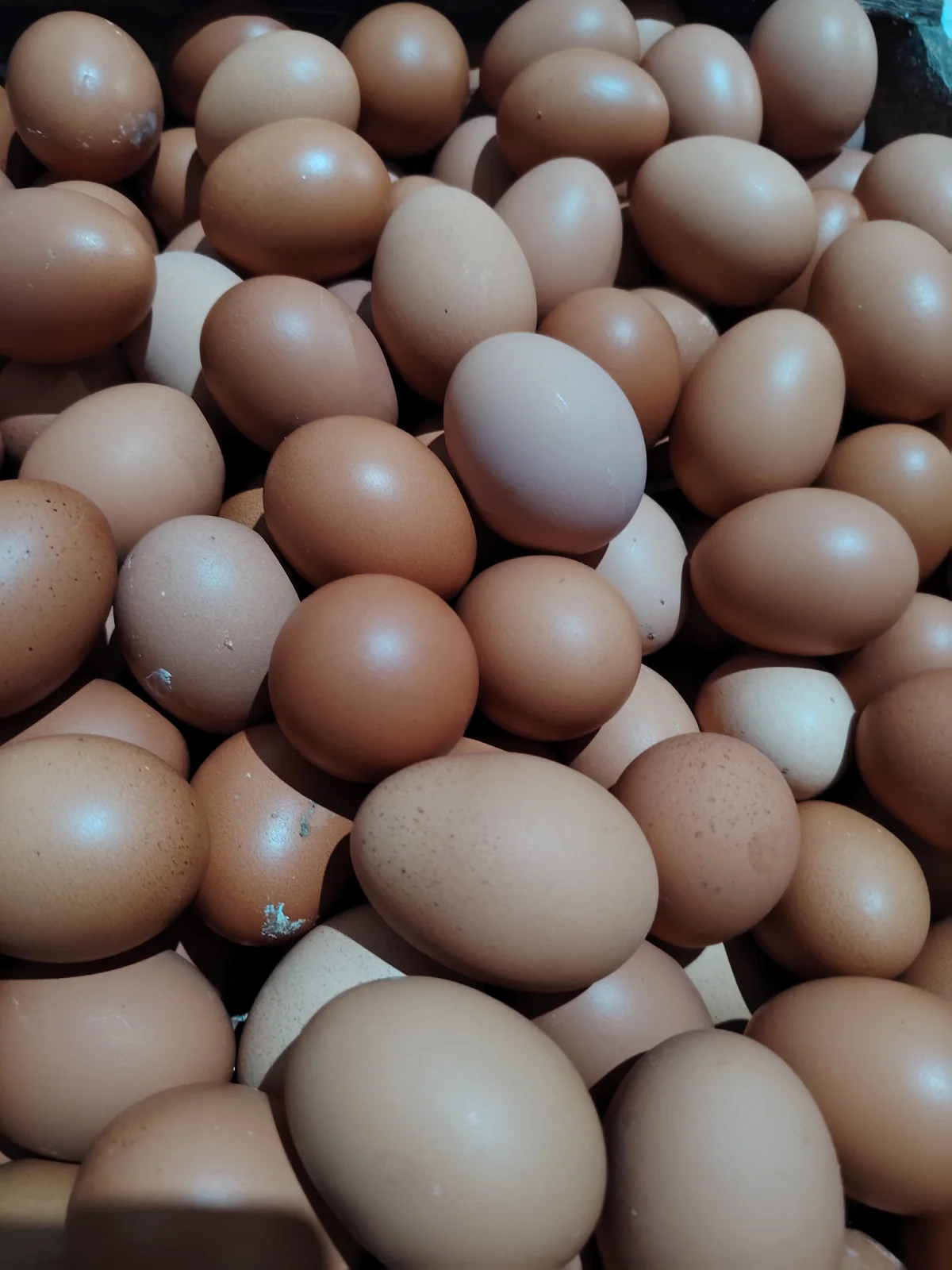 Telur
